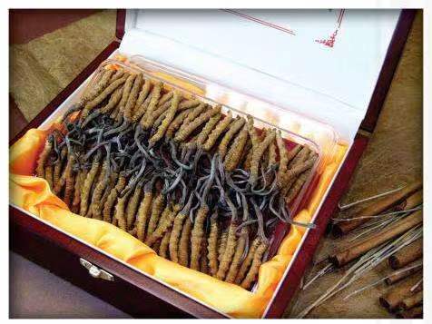 张掖冬虫夏草回收